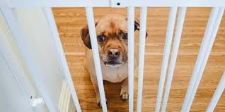 Here are our top picks. The Best Dog Gates Reviews By Wirecutter
