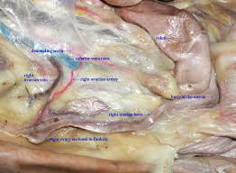 Anatomy Of Reproductive System In The Cat David Fankhauser