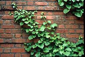 Selection | Vines: Climbers & Twiners | U of I Extension