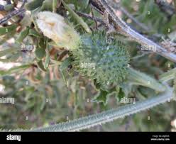 Image result for Cucumis meeusei