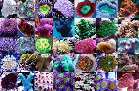 Als korallen (von altgriechisch κοράλλιον korállion „koralle) werden sessile, koloniebildende nesseltiere (cnidaria) bezeichnet. Ablegerpaket 10 Korallen Gunstig Kaufen Korallenstube