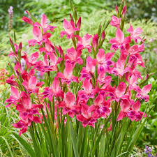 Image result for Gladiolus verdickii