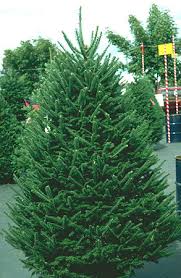Maybe you would like to learn more about one of these? The Christmas Tree Traditions Production And Disease