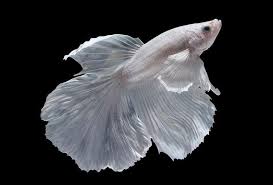 The platinum white dumbo ear betta, dead. Milk White Tail Betta Fish Fisheshop