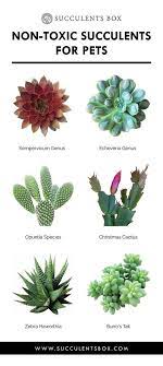 While the plants are not poisonous to. Toxic And Non Toxic Succulents For Pets Plants Succulents Planting Succulents