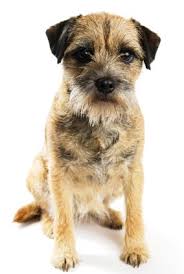 Just Dog Breeds Border Terrier Dog Breeds Terrier Dog Breeds