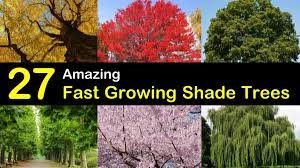 Maybe you would like to learn more about one of these? 27 Amazing Fast Growing Shade Trees