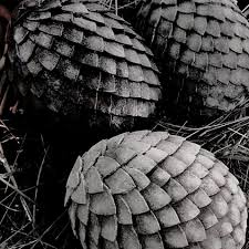 Pin By Cips Kola On Stuff Targaryen Aesthetic Game Of Thrones Dragons Daenerys Targaryen Aesthetic