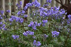 Local flower delivery to bradford is only £4.99 from heaven scent! Heaven Scent Jacob S Ladder Polemonium Hybrid Proven Winners