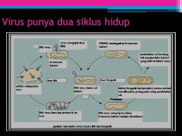 Inherni Marti Abna S Si M Si Prodi Kesehatan Masyarakat Ppt Download