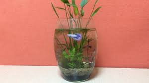 Amazing Diy Plant Aquarium For Betta Fish No Filter No Co2 Nano Fi In 2020 Amazing Aquariums Cool Fish Tanks Planted Aquarium