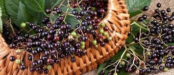 Sign up for our newsletter to receive the latest tips, tricks, recipes and more, sent twice a week. Exceptional Elderberries The Permaculture Research Institute