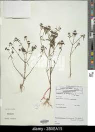 Image result for Haumaniastrum