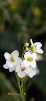 Image result for Crambe kilimandscharica
