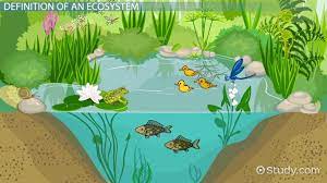 In contrast, deep neural networks (dnn), a deep learning model uses reinforced learning i.e. What Is An Ecosystem Definition Explanation Video Lesson Transcript Study Com