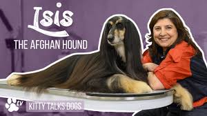 The afghan hound is more expensive than many other dog breeds. Kitty Talks Dogs Grooming Isis The Afghan Hound Transgroom Pet Care Professionals
