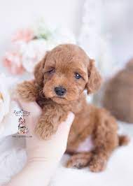 We have 4 available and will be ready may 13th, 2021 for their forever homes. Red Toy Poodle Breeder Florida Teacup Puppies Boutique