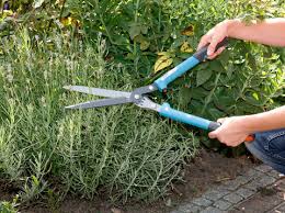 Düngung mit einem universaldünger kann in zweiwöchentlichem abstand erfolgen und beschleunigt das wachstum. Lavendel Richtig Schneiden Mein Schoner Garten