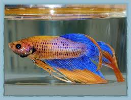 Petsmart Fish Care Outraged Aug 10 2018 Pissed Consumer
