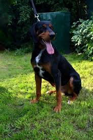 Image result for sedmihradský honič