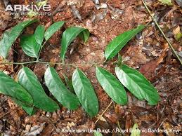 Image result for Diospyros crassiflora