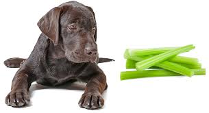 Dogs can eat celery as a safe, occasional treat. Can Dogs Eat Celery A Complete Guide To Celery For Dogs