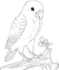 How To Draw A Peach Faced Lovebird Bird Drawings Animal Drawings Drawings