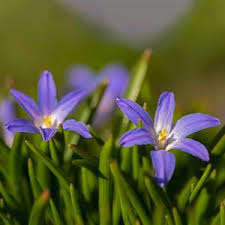 Image result for Scleria globonux