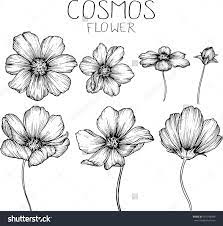 Cosmos Flowers Drawings Vector Flower Line Drawings Flower Drawing Cosmos Flowers