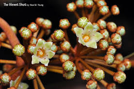 Image result for Chrysophyllum