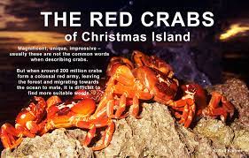 Stay tuned for more updates. Red Crabs From Christmas Island Documentary By Ralf Kiefner And Andrea Ramalho