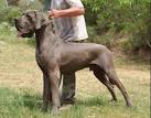 Daniff Mixed Dog Breed Pictures, Characteristics, & Facts