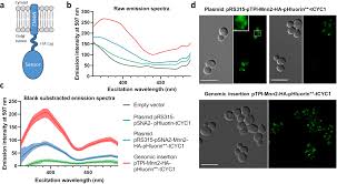 Check spelling or type a new query. A New Ph Sensor Localized In The Golgi Apparatus Of Saccharomyces Cerevisiae Reveals Unexpected Roles Of Vph1p And Stv1p Isoforms Scientific Reports