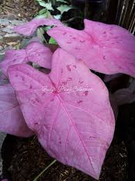 Check spelling or type a new query. Caladium Variety Caladium Sexy Lady S Plant Village Facebook