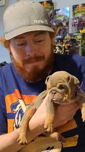 ❤️ Tag a friend who's obsessed with Bulldogs! ❤️ Who else loves 🐶 Bulldogs  as much as we do? 👉 Don't forget to follow us! (DM us for credit or  removal. No