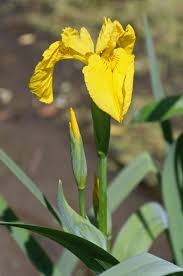 Compared to the industry standard 'old yella', this hibiscus retains its yellow color longer, has a more compact habit, has red stems and deeper green, more attractive foliage, and a very prolific floral production. Iris Pseudacorus Wikipedia