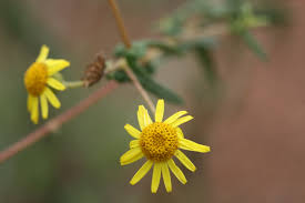 Image result for Pentanema indicum