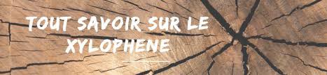 Xylophene Meuble Et Charpente Les Reponses A Toutes Vos Questions Concernant Le Xylophene Bois Conseils Et Astuces Bricolage Peinture Et Decoration
