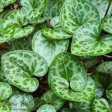 Image result for Centemopsis