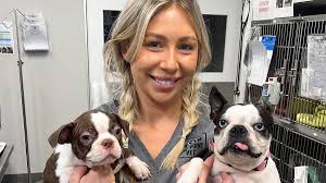 I'm a vet nurse and I've worked with almost all dog breeds