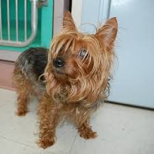 Park animal hospital veterinarian in mississauga on canada. West Seattle Lost Found Pets West Seattle Blog