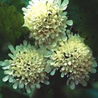 Image result for Scabiosa drakensbergensis
