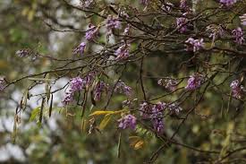 Image result for Millettia dura