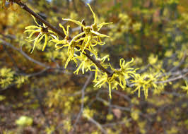 10 shrubs for summer color finegardening. 11 Best Trees To Plant For New England Style Foliage Gardenista