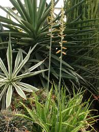 Image result for Asphodelaceae