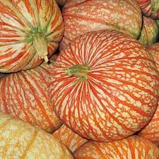 Pumpkin One Too Many Pumpkin Seeds 5 Etsy In 2021 Growing Pumpkins Pumpkin Pumpkin Seeds
