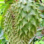 Image result for Annona muricata