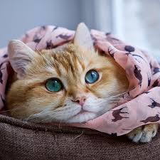 Hosico Cat Cat Lovers Cat Pics Cats