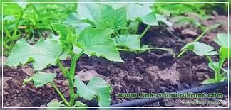 Damla sulama si̇stemi̇ nasil oluşur bir damla sulama sistemi genel olarak su böylece damlama olayı gerçekleşir. Ev Yapimi Damlama Sulama Sistemi Nasil Organize Edilir Artilari Ve Eksileri Kendin Yap Nasil Kendin Yap