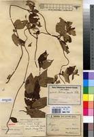 Image result for Sabicea venosa